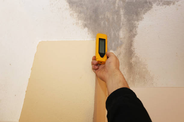 Best Real Estate Mold Inspection  in Cottonwood, CA