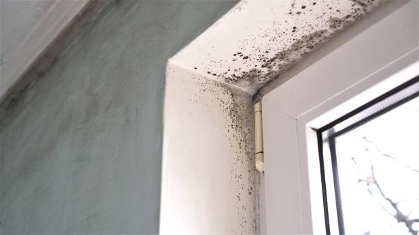 Best Water Damage & Mold Remediation  in Cottonwood, CA