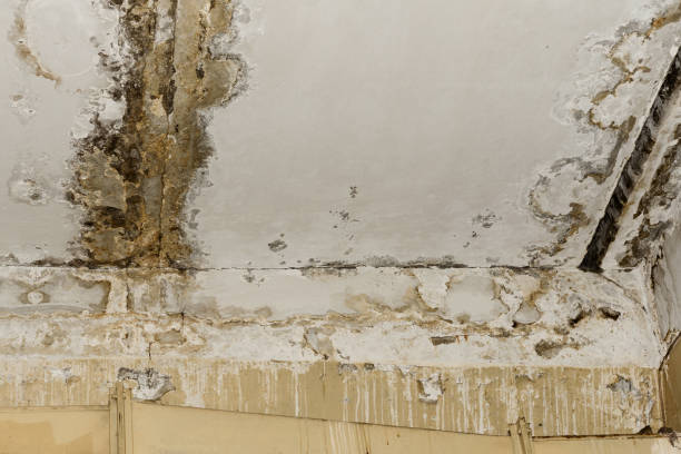 Best Commercial Mold Inspection  in Cottonwood, CA