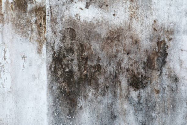 Best Crawl Space Mold Remediation  in Cottonwood, CA