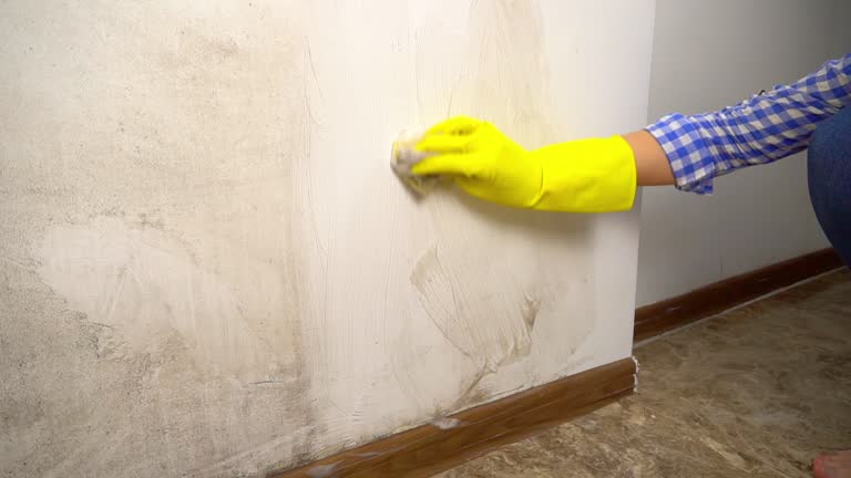 Best Mold Damage Restoration  in Cottonwood, CA