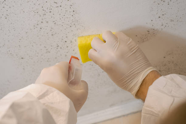 Best Comprehensive Air Testing for Mold Contaminants  in Cottonwood, CA