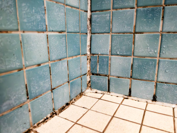 Environmental Consulting for Mold Prevention in Cottonwood, CA