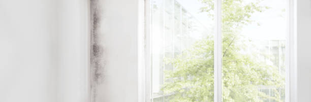 Best Attic Mold Removal  in Cottonwood, CA