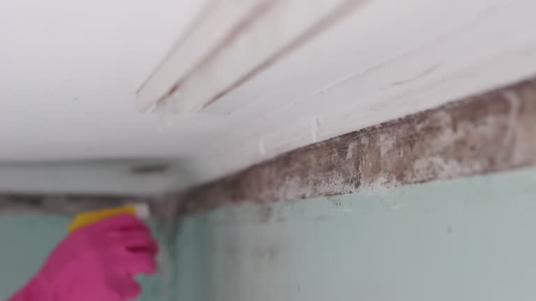Mold Documentation for Insurance Claims in Cottonwood, CA